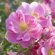 Gardenaria Rosa 'Bienenweide Rosa' - Rosa da giardino Altezza: 25/30 cm (vaso15)