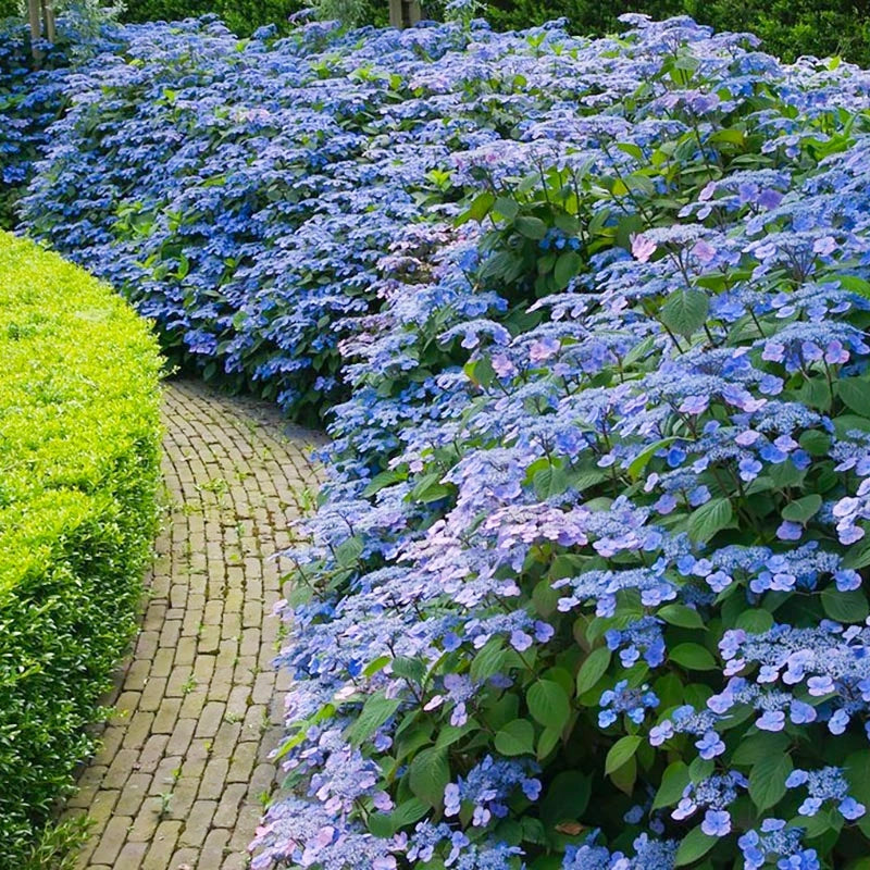 Pianta di Ortensia Paniculata Pannocchia SERRATA BLUE BIRD in vaso 18cm AMDGardn