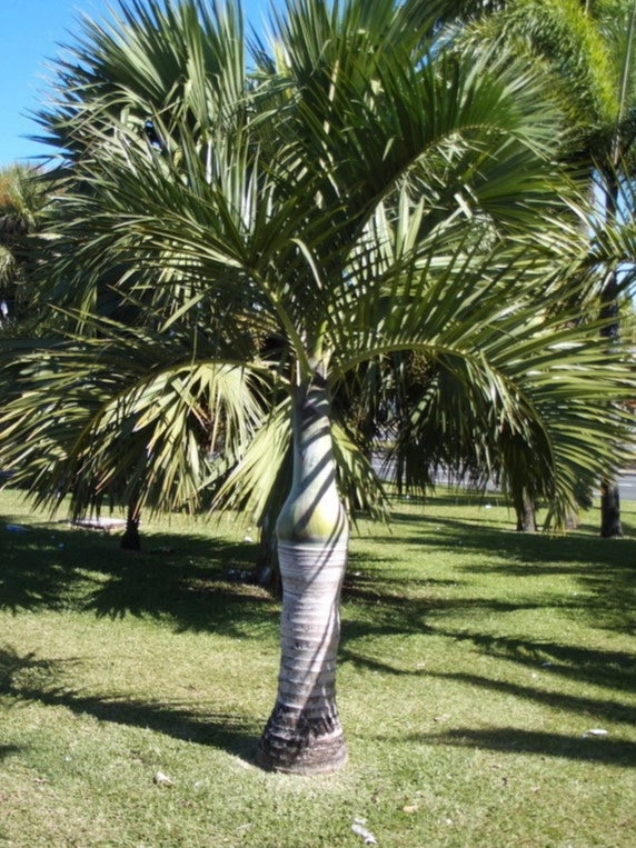 Hyophorbe verschaffeltii (Palma Mascarena) h 2,0 m vaso 35 cm foto reale