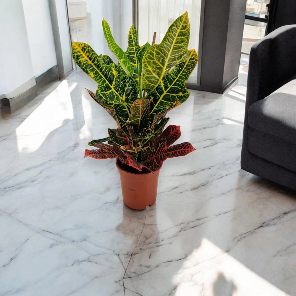 Gardenaria Codiaeum variegatum 'Excellent' - Pianta da interno ornamentale Altezza: 65 cm (vaso 19)