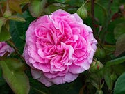 Rosa Gertrude Jekyll: profumo intenso e fioritura romantica inglese
