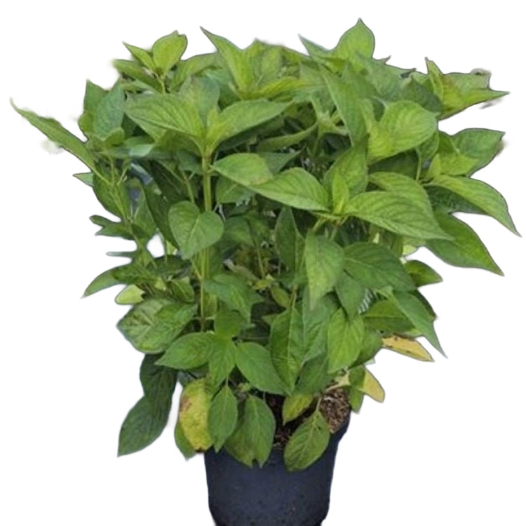 Pianta di Ortensia Paniculata Pannocchia SERRATA BLUE BIRD in vaso 18cm AMDGardn