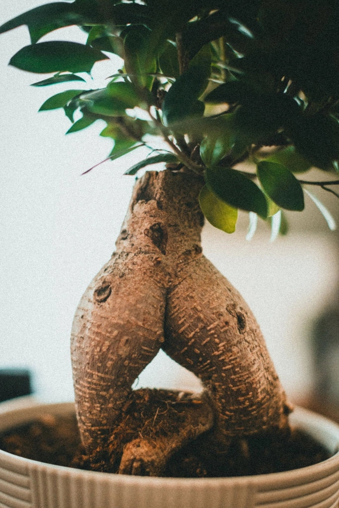 Ficus Ginseng Microcarpa Bonsai N.18 Alberello Sempreverde da Interno