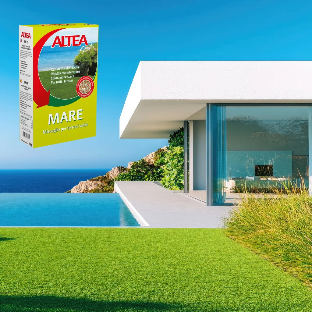 Altea Mare – Semi per Prato per Località di Mare 1 kg | Resistente a Salsedine, Caldo e Siccità