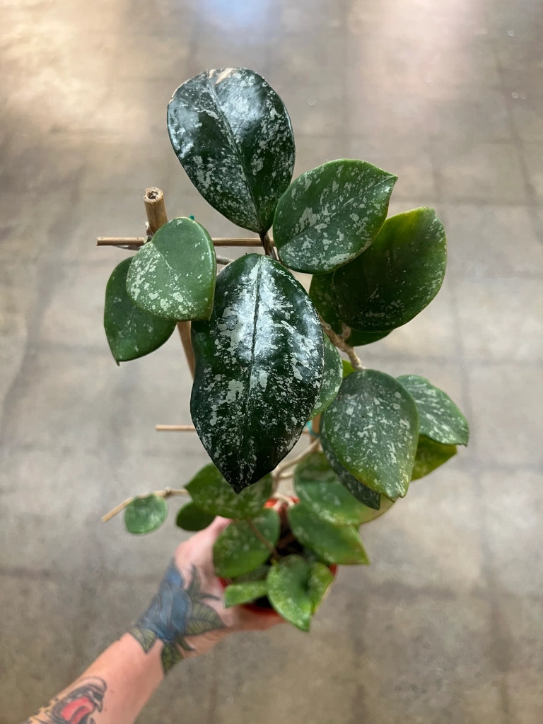 Hoya carnosa Freckles Splash – Pianta tropicale da collezione a foglia variegata