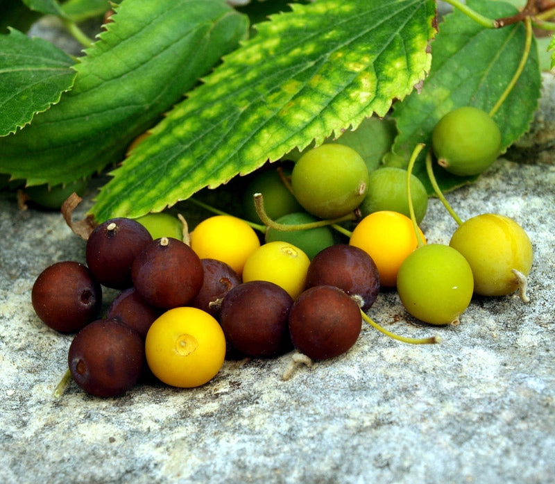 Pianta di Bagolaro Occidentale Millicucco Minicucco in vaso 18 cm AMDGarden