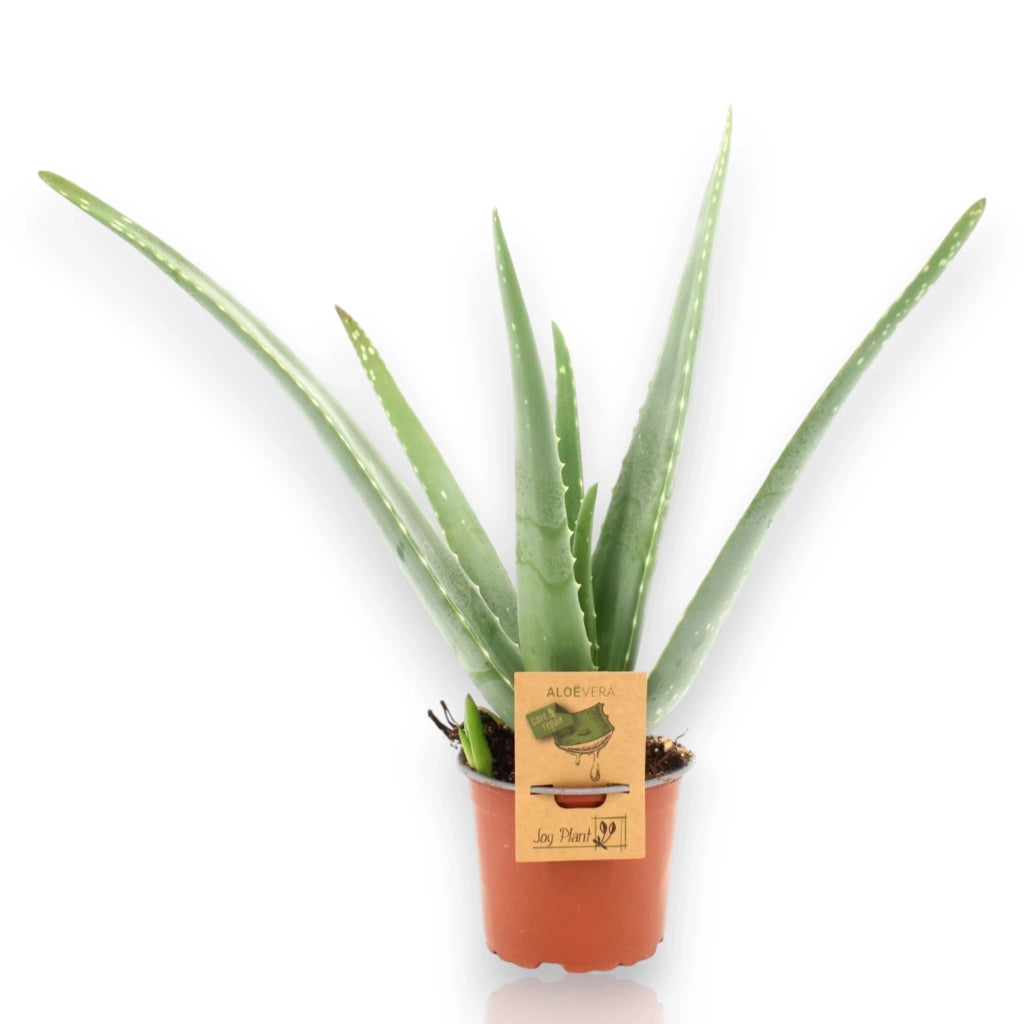 Gardenaria Aloe vera - Pianta da interno ornamentale Altezza: 40 cm (vaso 12)