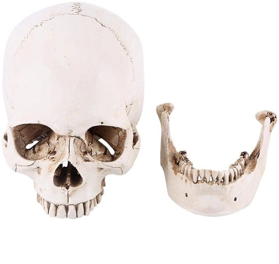 Replica di cranio umano - Modello anatomico - Dimensione naturale - Testa in cera - Decorazione per Halloween - Modelli medici - Ideale per l'educazione