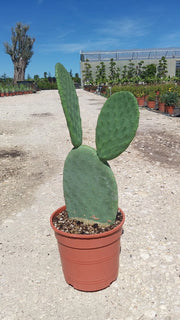 OPUNTIA INDICA (FICO D'INDIA) SENZA SPINE VASO 24