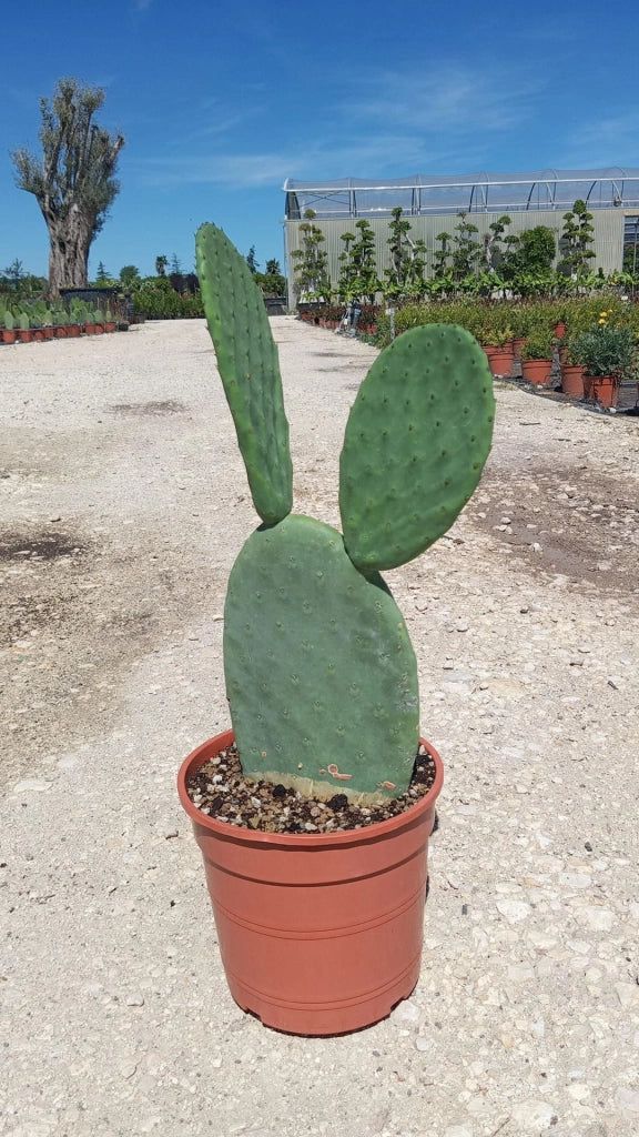 OPUNTIA INDICA (FICO D'INDIA) SENZA SPINE VASO 24