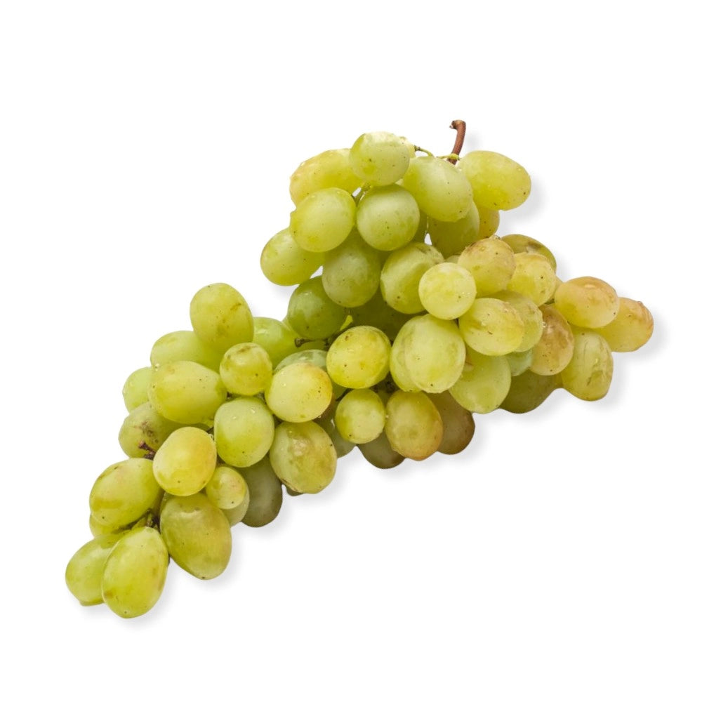 Pianta di UVA VITE innestata DA TAVOLA ZIBIBBO VINO  bianca in vaso 16 cm AMDGarden
