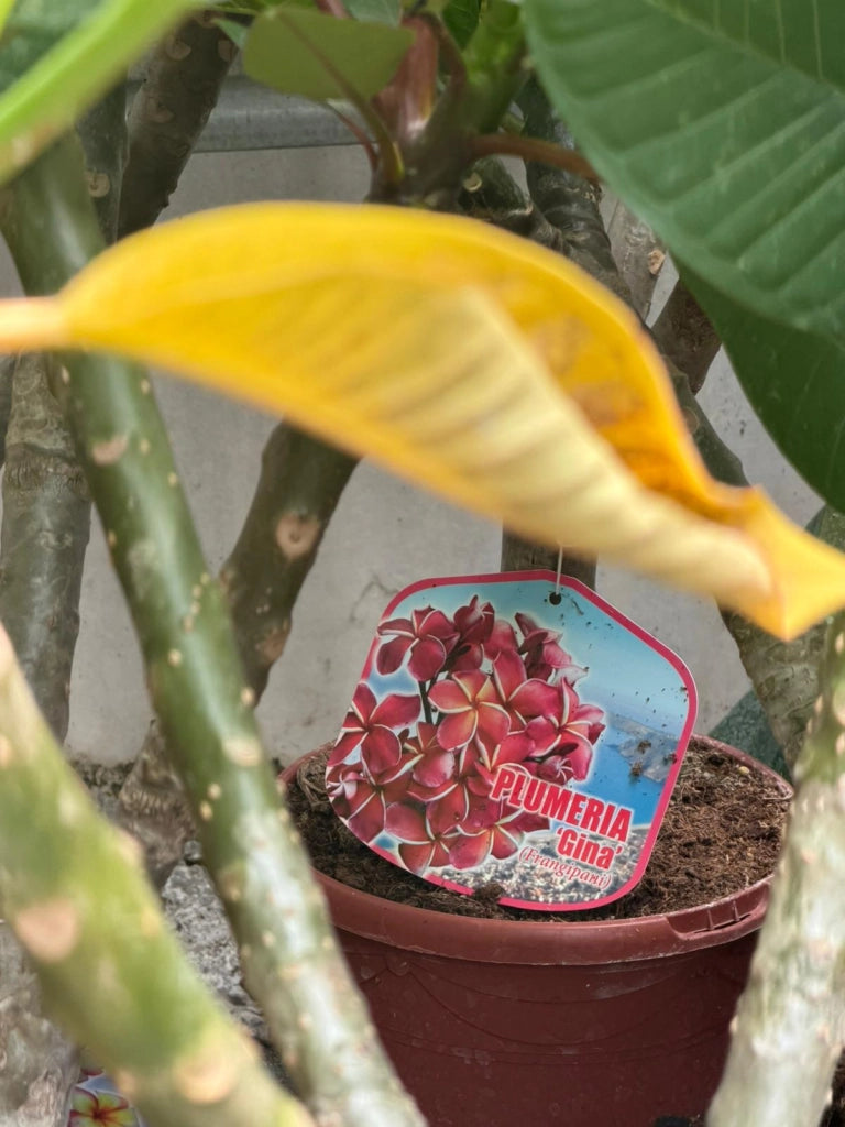 "Frangipani" Plumeria Gina vaso 20 cm H60 – Pianta tropicale ornamentale profumata