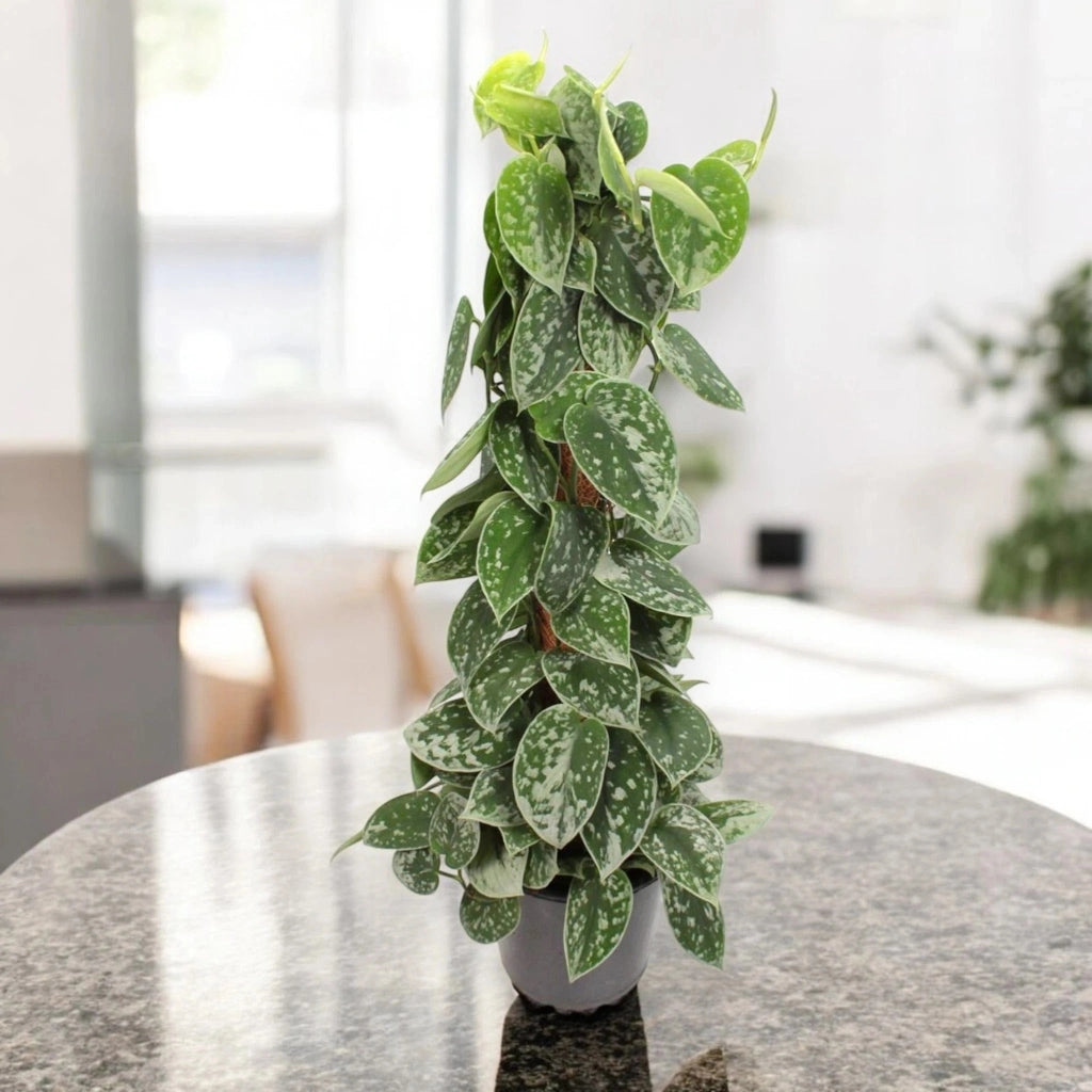 Gardenaria Scindapsus pictus 'Silvery Ann' - Pianta da interno ornamentale Altezza: 20 cm (vaso 14)