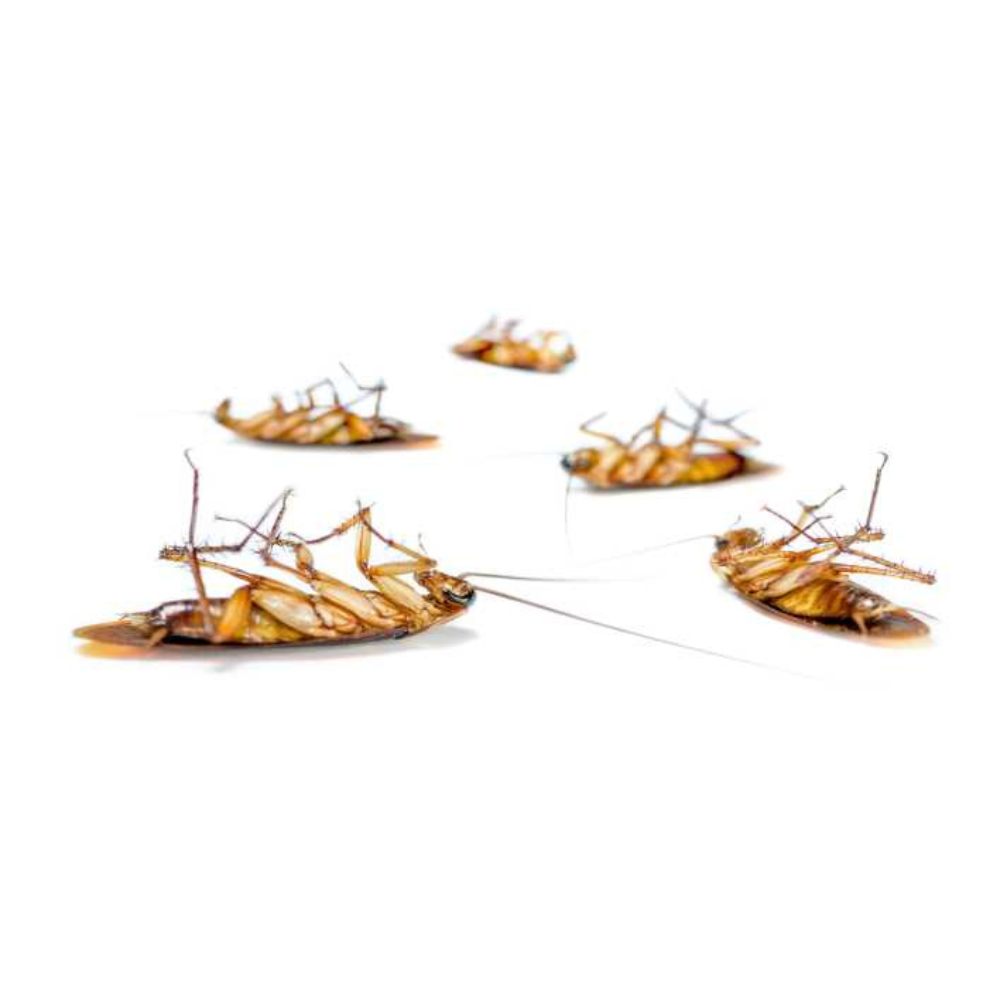 Trappola scarafaggi blister blatte esca insetticida casa fessure nido ekostop