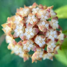 Hoya Finlaysonii Orabella Pianta Tropicale Vaso 12 cm