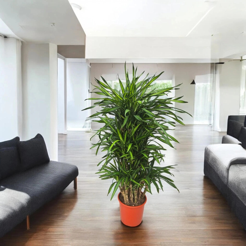 Gardenaria Dracaena fragrans 'Riki' - Pianta da interno ornamentale Altezza: 90 cm (vaso 19)