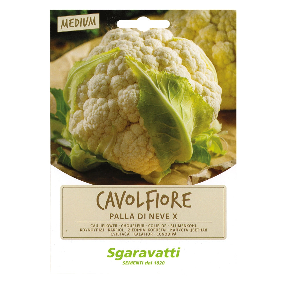 SEMI PER ORTAGGI E VEGETALI cavolfiore palla di neve X- 20 pezzi  - SGARAVATTI