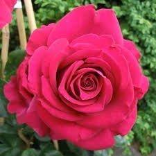 Rosa ‘Belles Rives’ – Rosa ornamentale profumata a fiore grande