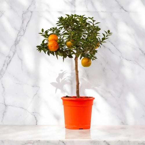Gardenaria Chinotto - Citrus myrtifolia - Pianta di agrume da frutto in vaso Altezza: 40 cm (vaso 15)