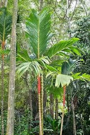 Areca vestiaria H 2 m vaso 45 – Palma tropicale a corona arancione foto reali