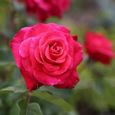 MEILLAND Rosa Cherry Explosion rosso ciliegia rifiorente profumata vigorosa