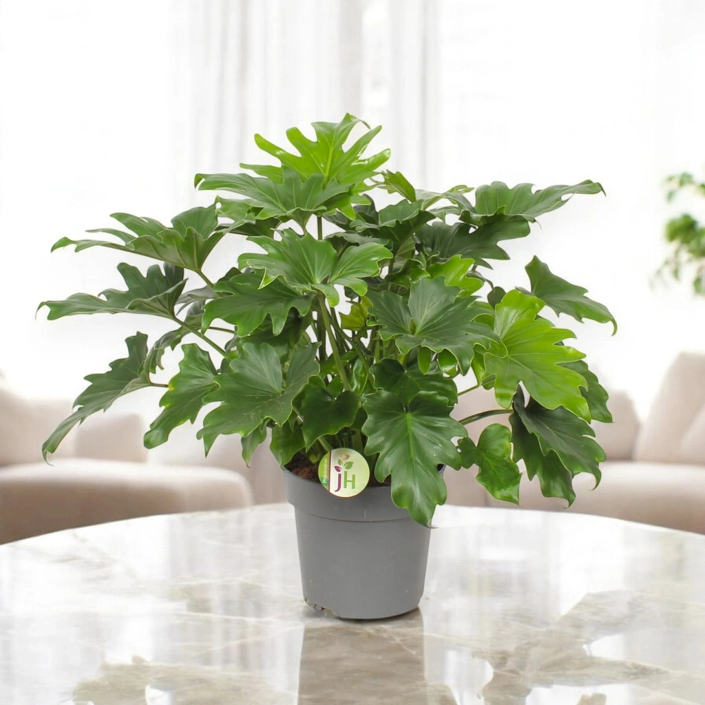 Gardenaria Philodendron 'Little hope' - Pianta da interno ornamentale Altezza: 45 cm (vaso 19)