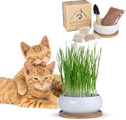 Set di Boccale per Erba di Cattedrale - Include Boccale Ceramico Scialle di Bamboo Terreno di Coco Semi e Piccola Spada Vetrata per Germinazione