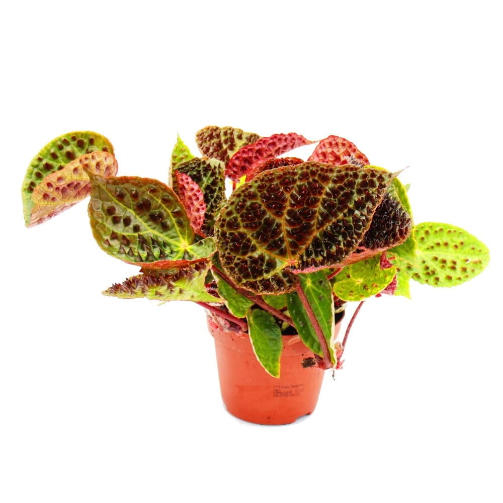 Begonia foliage ferox H 25cm foto reali pianta rara da interno