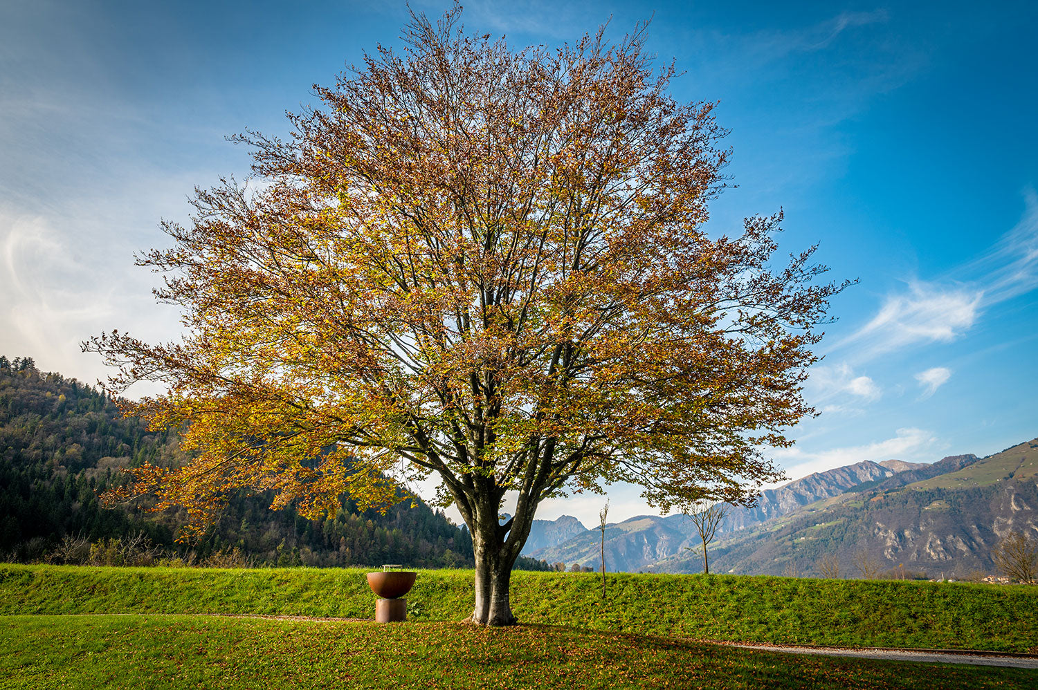 Barbecue a Legna Ø80x80 cm Primula in Acciaio Nero Alta Temperatura