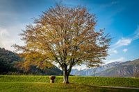 Barbecue a Legna Ø80x80 cm Primula in Acciaio Nero Alta Temperatura