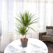 Gardenaria Dracaena fragrans marginata - Pianta da interno ornamentale Altezza: 130/140 cm (vaso 22)