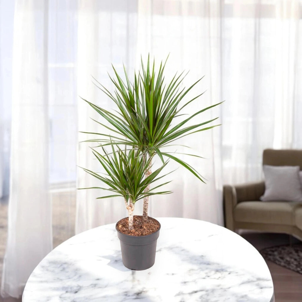 Gardenaria Dracaena fragrans marginata - Pianta da interno ornamentale Altezza: 130/140 cm (vaso 22)