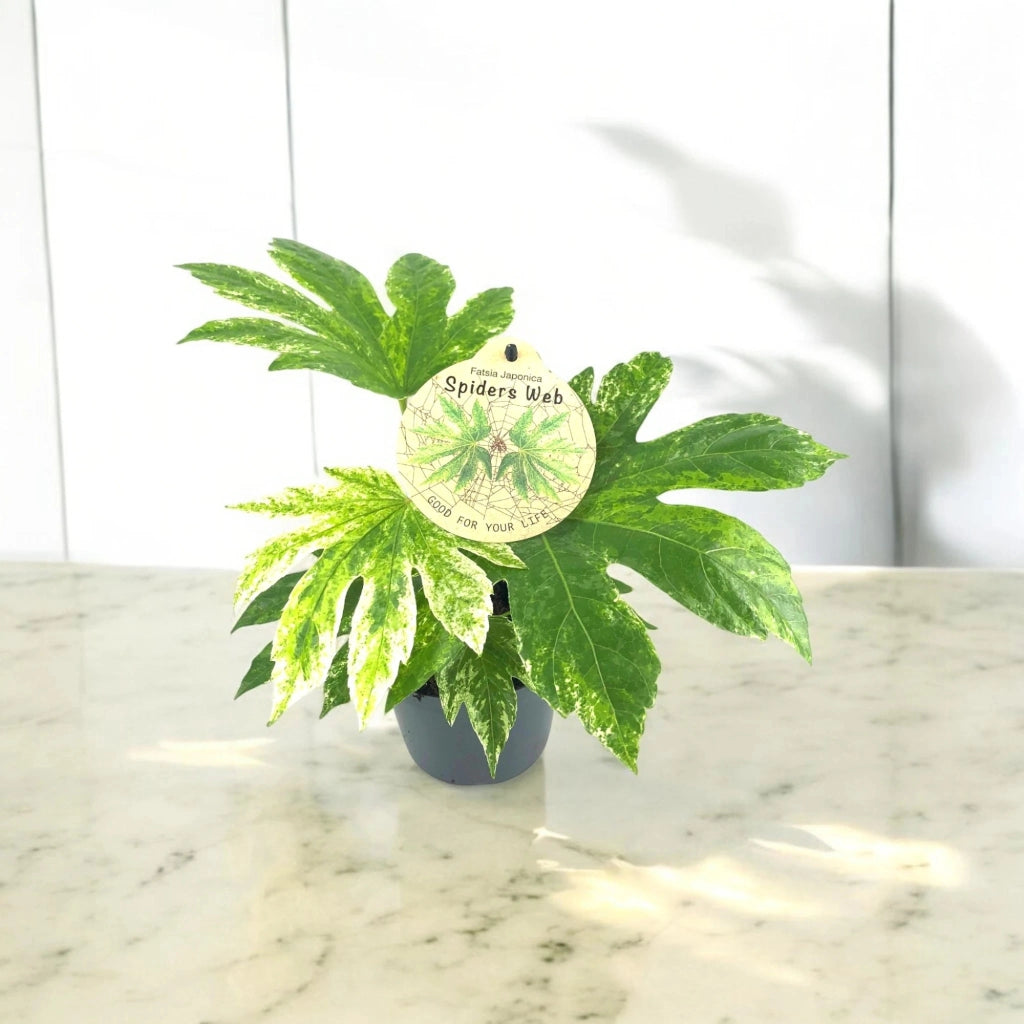 Gardenaria Fatsia japonica variegata (Aralia) - Pianta da interno ornamentale Altezza: 25 cm (vaso 12)