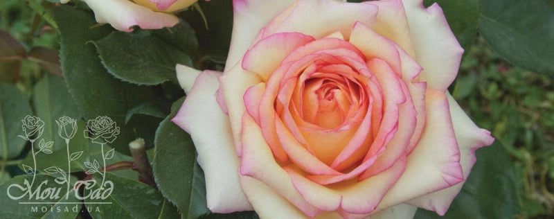 Rosa Barni Anna Molinari – Rosa Rifiorente Profumata
