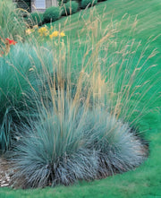 Gardenaria Helictotrichon sempervirens - Graminacea ornamentale da esterno Altezza: 40 cm (vaso 17)