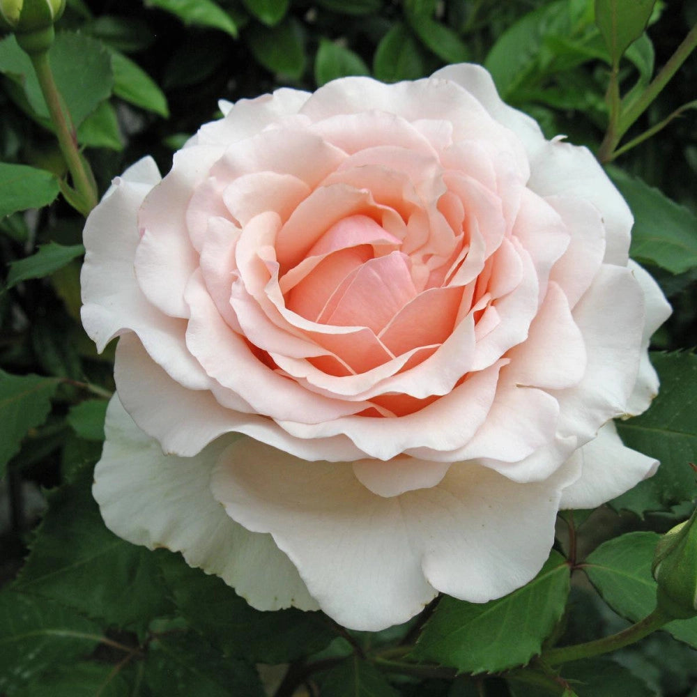 Rosa 'Roberto Capucci' - Pianta di fiore fiori Foto Reali
