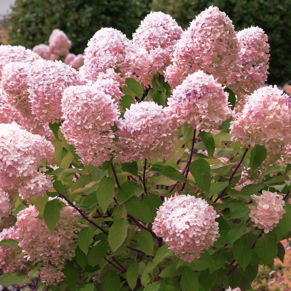 Gardenaria Ortensia - Hydrangea Paniculata 'Pixio' - Pianta acidofila ornamentale da esterno Altezza: 40/50 cm (vaso19)
