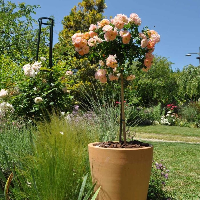Pianta ROSA PEACH DRIFT® alberello rosa arancio MEILLAND FOTO REALE