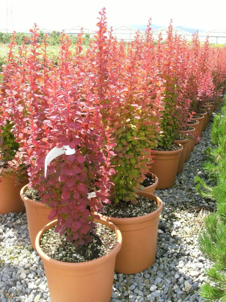 Gardenaria Berberis thunbergii 'Orange Rocket' - Arbusto ornamentale da giardino Altezza: 30/35 cm (vaso19)