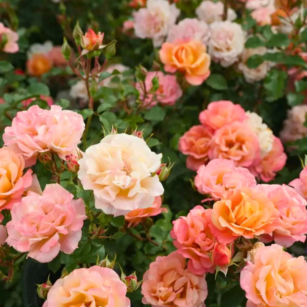 Gardenaria Rosa paesaggistica 'Cubana' - Rosa da giardino Altezza: 30/35 cm (vaso19)