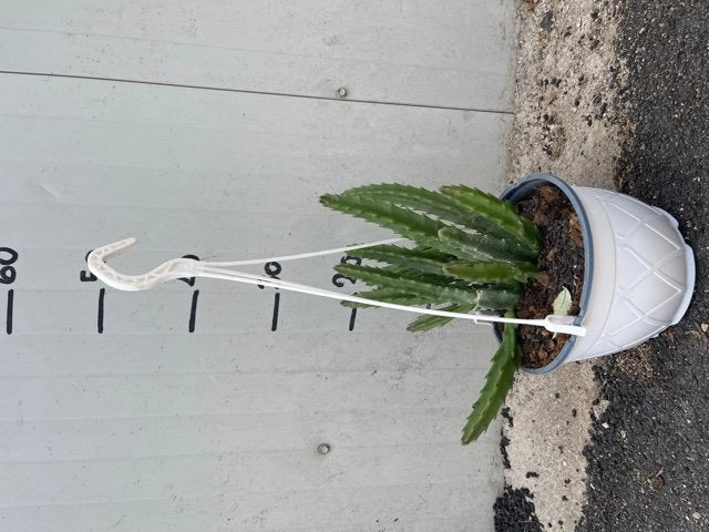 Pianta Grassa Stapelia grandiflora IN BASKET 14CM pianta succulenta foto reali