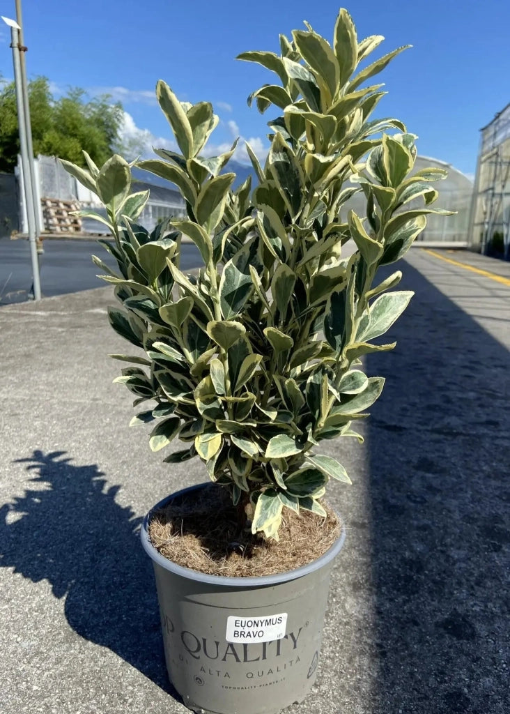 Gardenaria Evonimo - Euonymus japonicus 'Bravo' - Arbusto ornamentale da giardino Altezza: 40/60 cm (vaso19)
