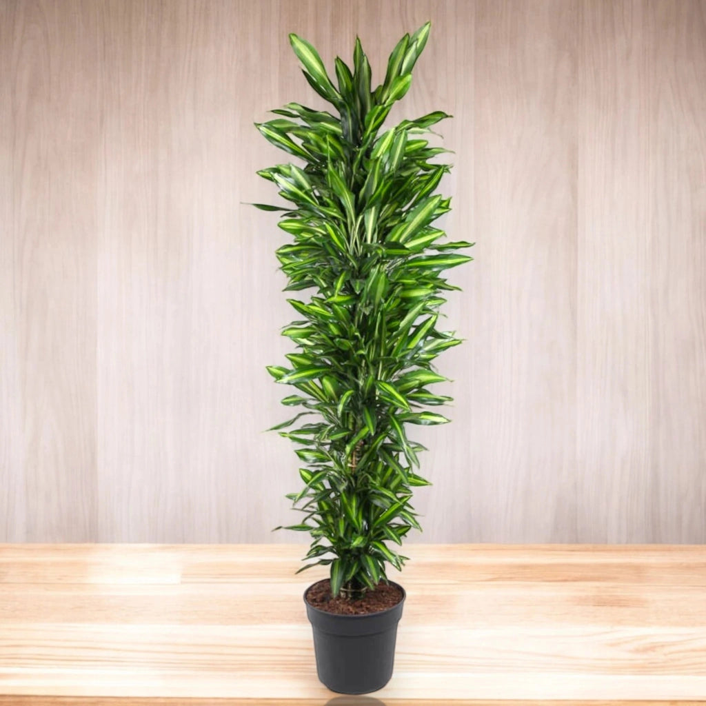 Gardenaria Dracaena fragrans 'Cintho' - Pianta da interno ornamentale Altezza: 100 cm (vaso 19)