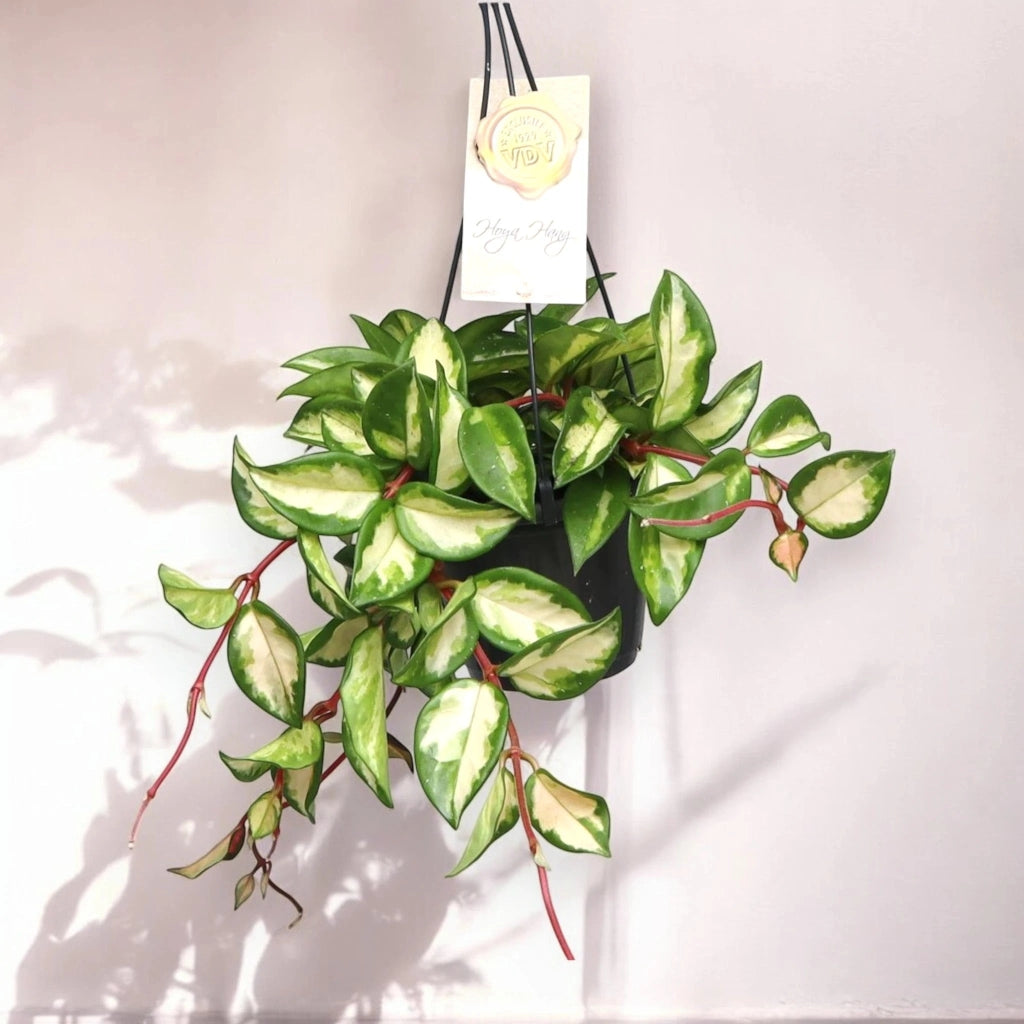 Gardenaria Hoya carnosa 'Tricolor' - Pianta da interno ornamentale Altezza: 30 cm (vaso 14)