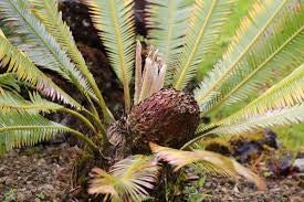 Dioon edule – Cicadea sempreverde ornamentale resistente dal fascino preistorico