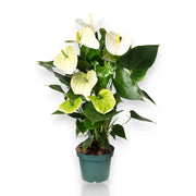 Gardenaria Anthurium andreanum 'White success' - Pianta da interno ornamentale Altezza: 70 cm (vaso 17)