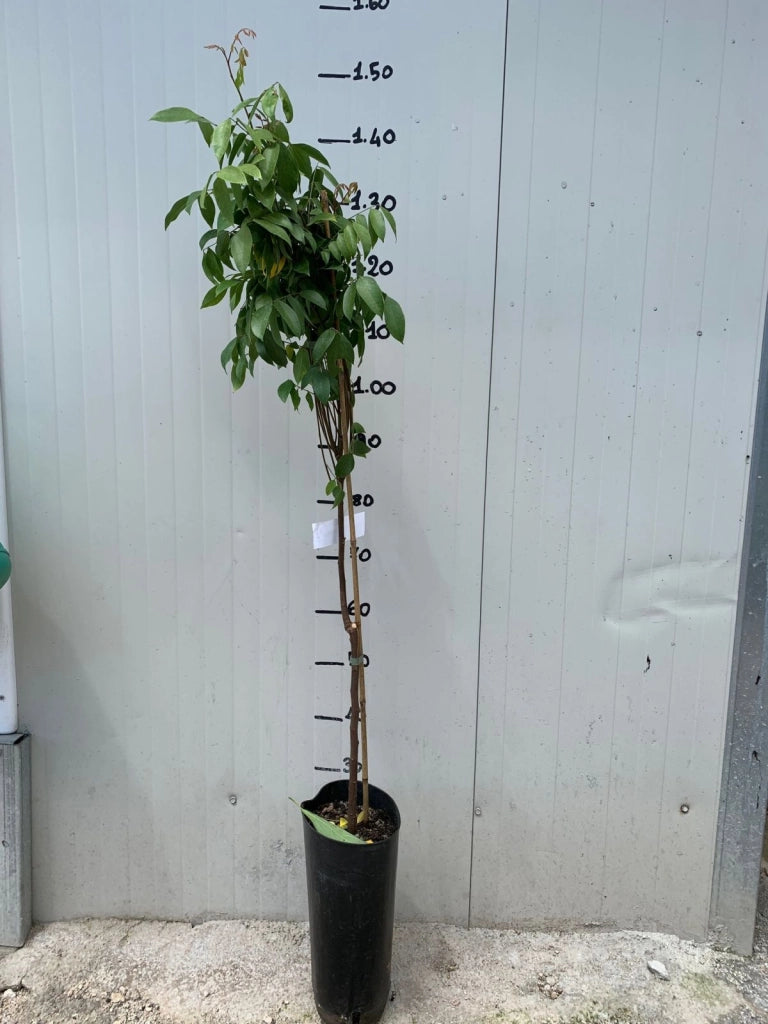 Averrhoa Carambola innestata foto reali H 140cm