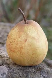 Pero Passacrassana - Albero Pianta da frutta frutto Foto Reali