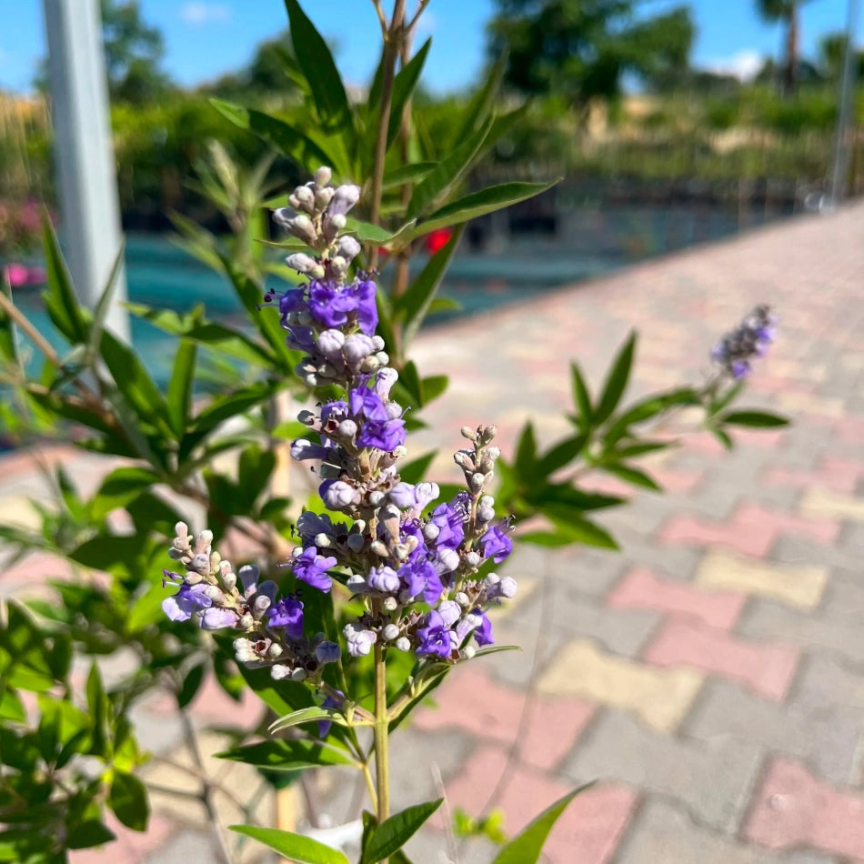 Pianta di Vitex Agnus-Castus Lillà delle indie in vaso 18 cm AMDGarden