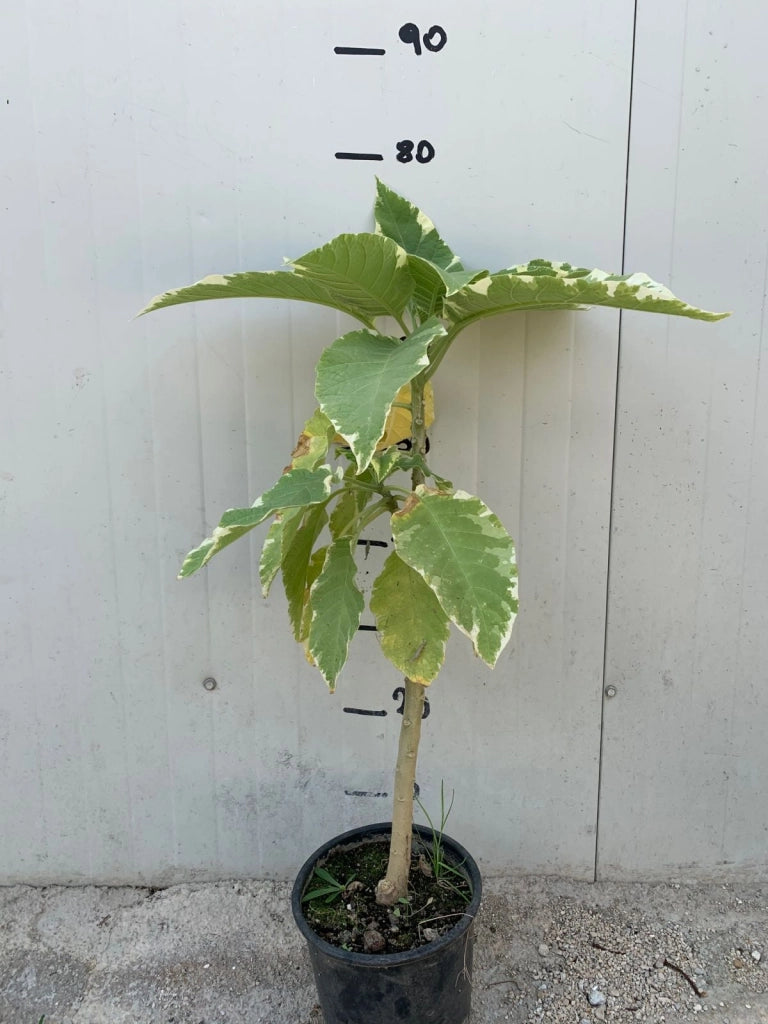 Pianta Brugmansia variegata, arborea, Datura arborea variegata, TROMBONE DELL'ANGELO foto reali